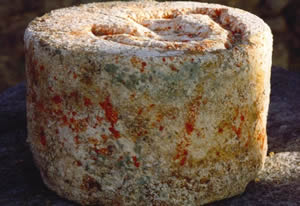 formaggio castelmagno