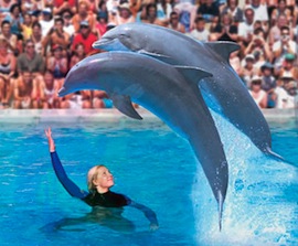 delfini parco zoomarine